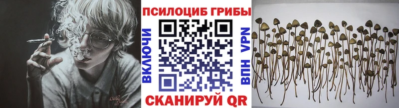 Псилоцибиновые грибы Cubensis Межгорье